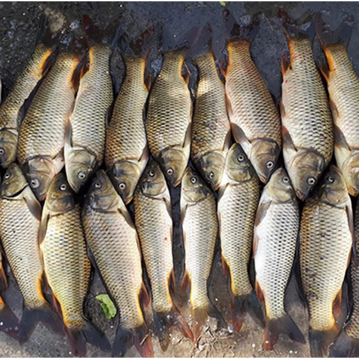 Carp - Image 1