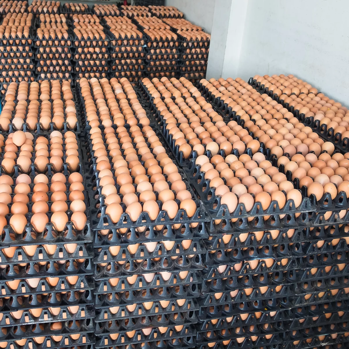 Exportation Quality Eggs - Image 1